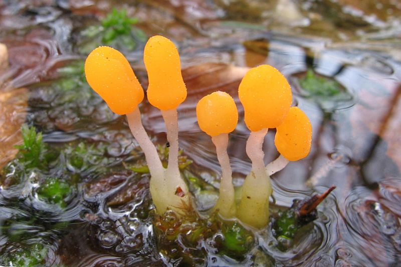 Mitrula paludosa (door Gio van Bernebeek)