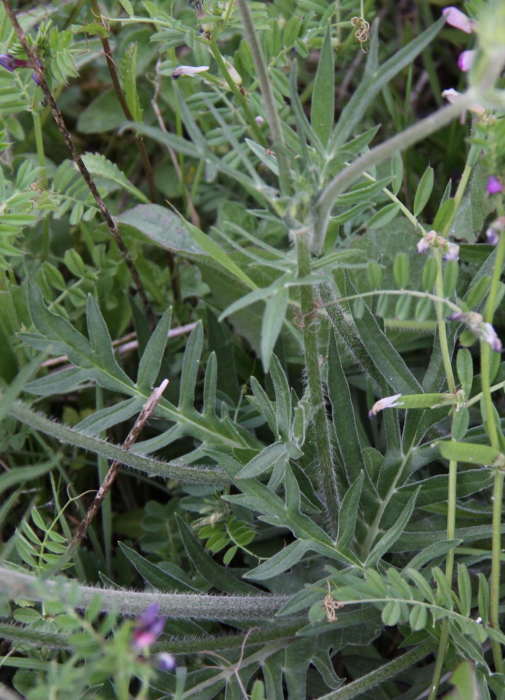 Knautia arvensis (door Peter Meininger)