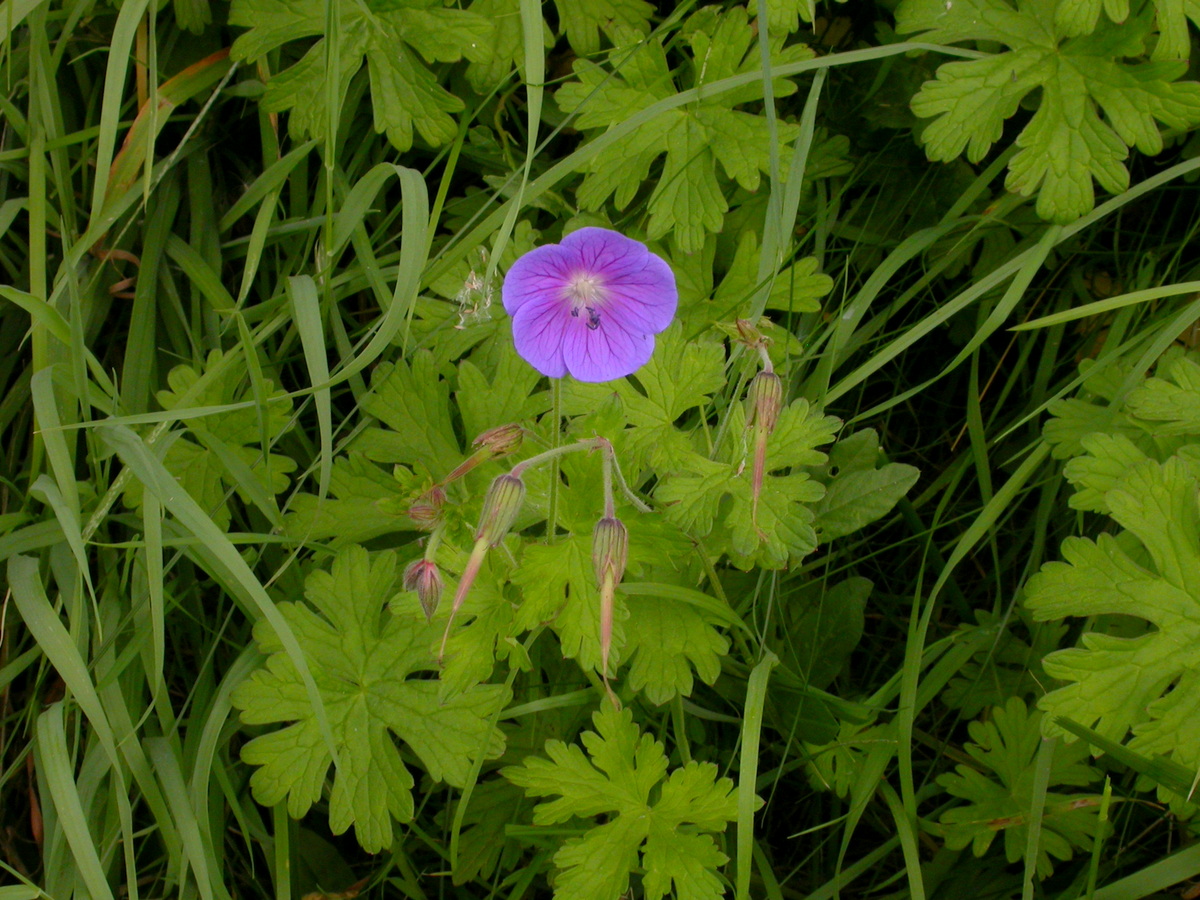 Geranium pratense (door Peter Meininger)