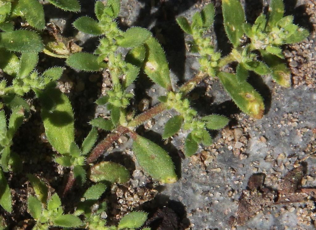 Herniaria hirsuta (door Peter Meininger)