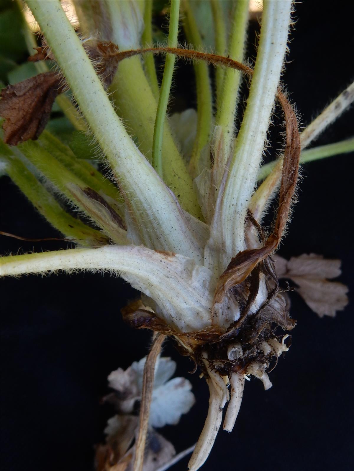 Ranunculus sardous (door Peter Meininger)