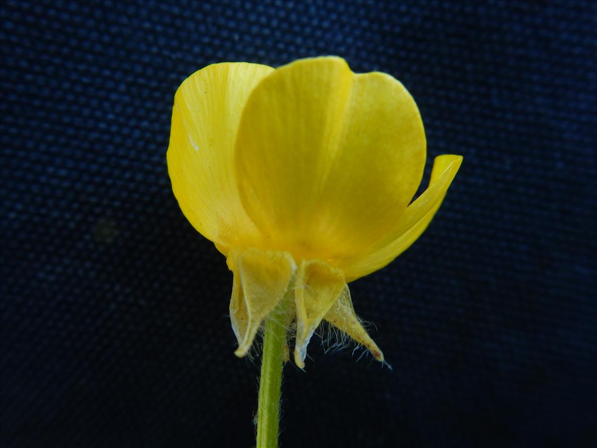 Ranunculus sardous (door Peter Meininger)