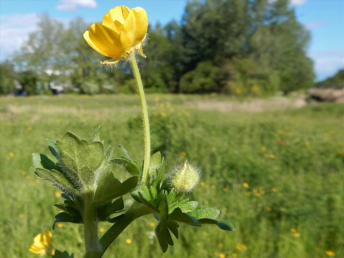 Ranunculus sardous (door Peter Meininger)