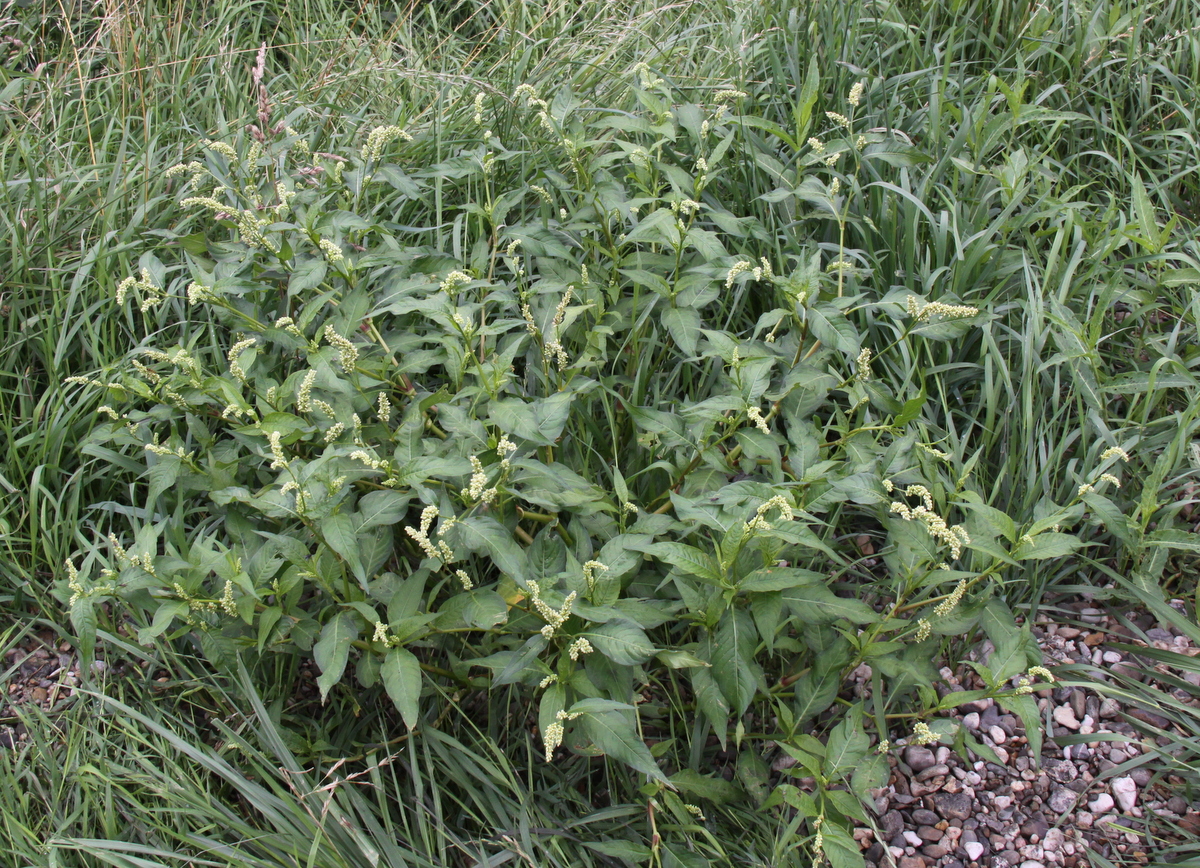 Persicaria lapathifolia (door Peter Meininger)