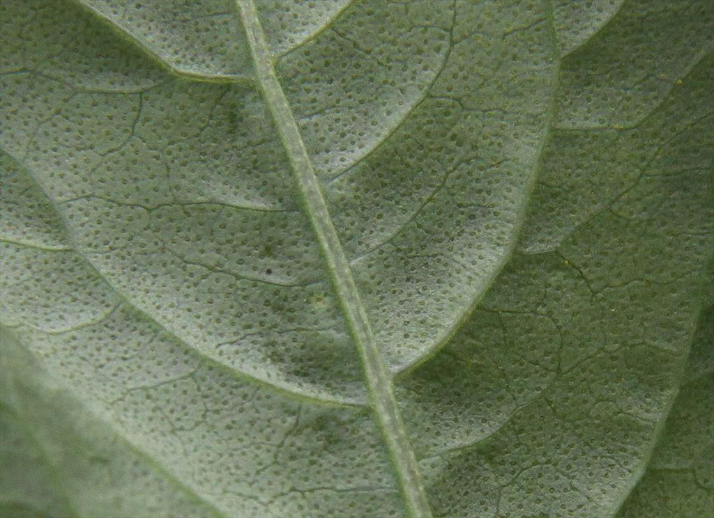 Persicaria lapathifolia (door Peter Meininger)