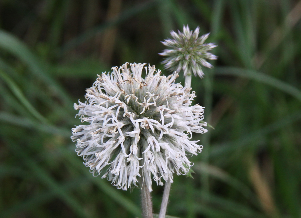 Echinops sphaerocephalus (door Peter Meininger)