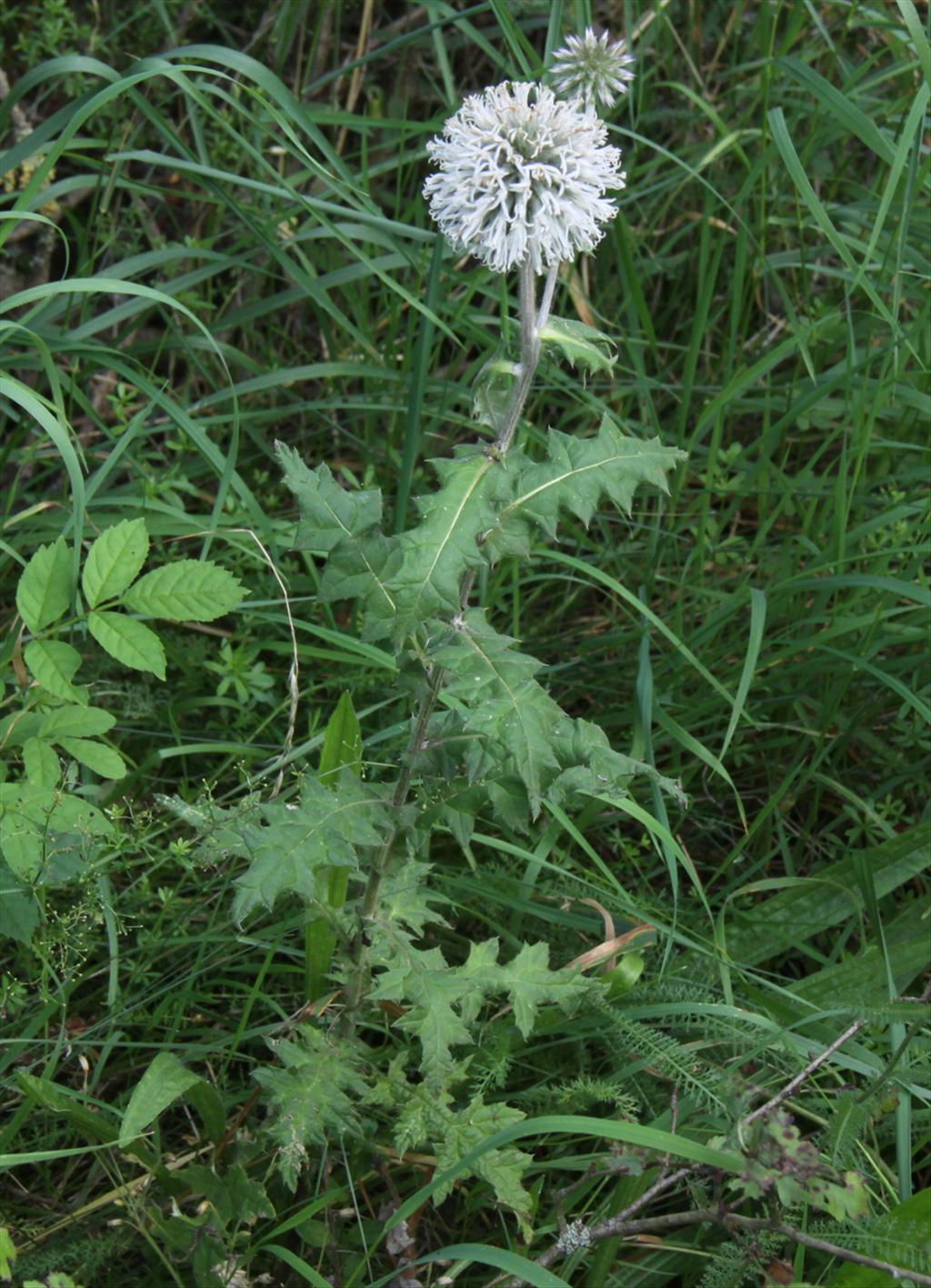 Echinops sphaerocephalus (door Peter Meininger)