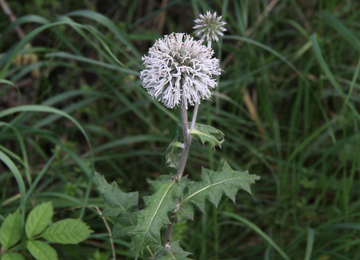 Echinops sphaerocephalus (door Peter Meininger)