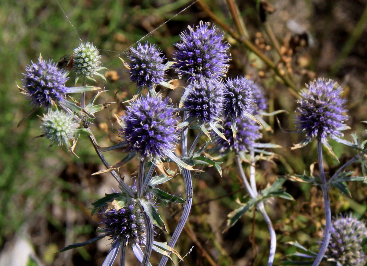 Eryngium planum (door Peter Meininger)