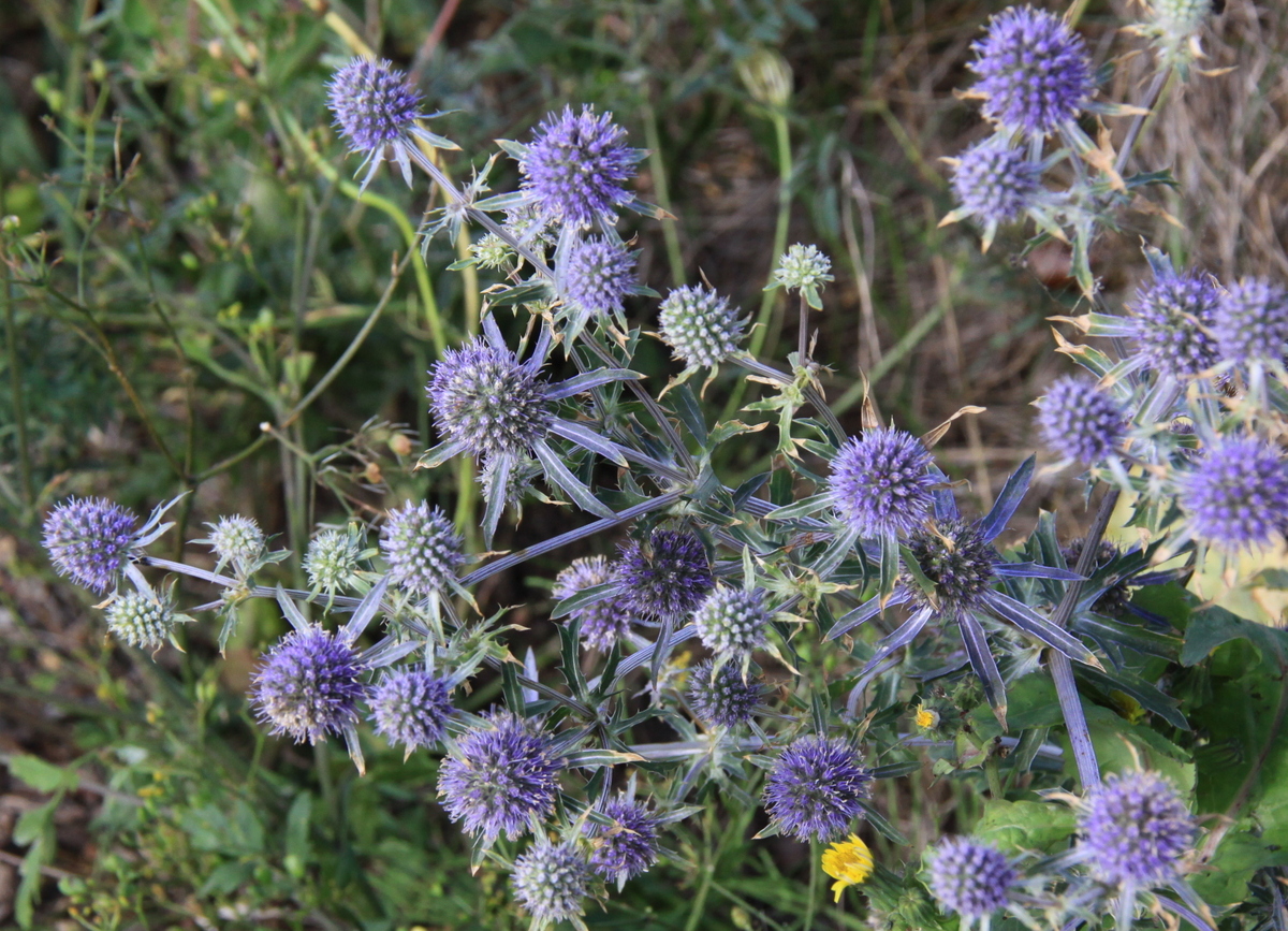 Eryngium planum (door Peter Meininger)