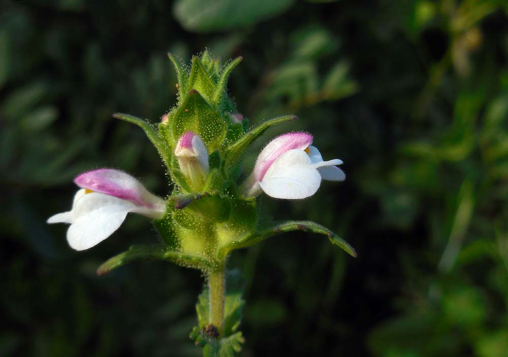 Bartsia trixago (door Saxiifraga-Ed Stikvoort)