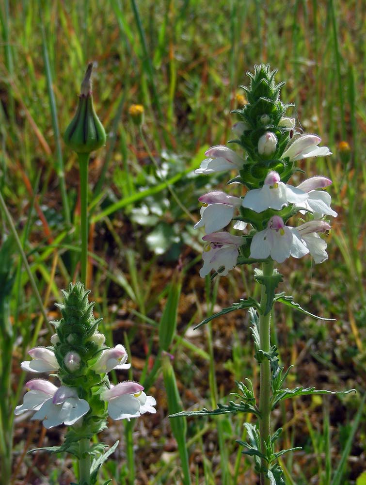 Bartsia trixago (door Saxiifraga-Ed Stikvoort)