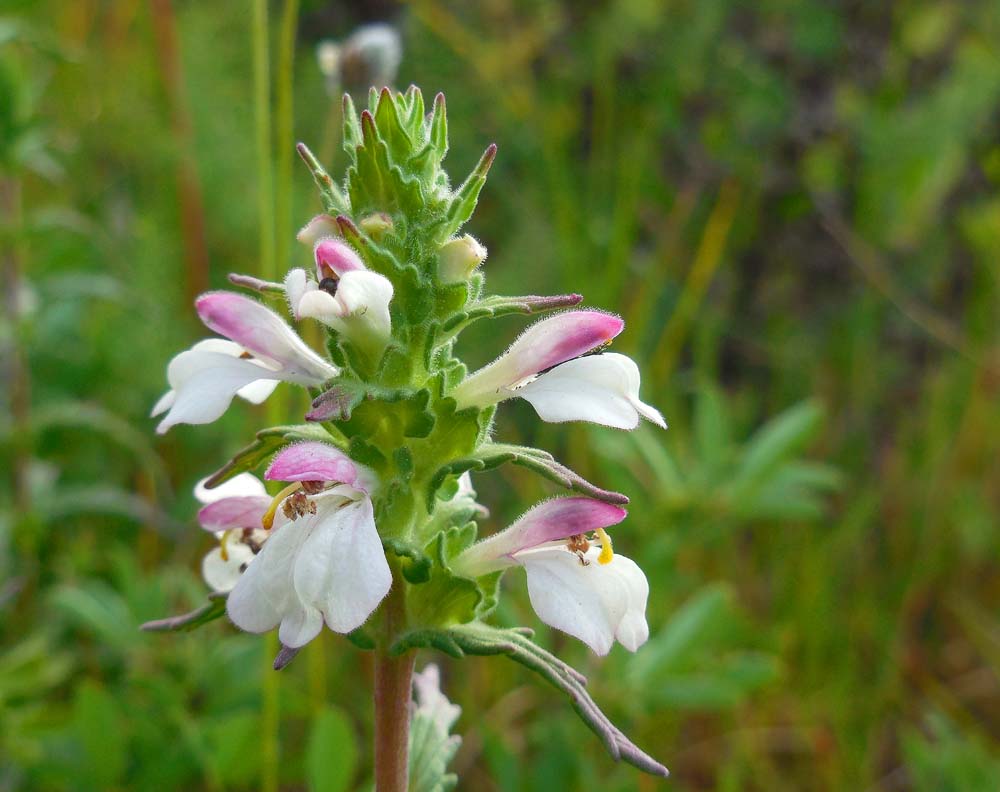 Bartsia trixago (door Saxiifraga-Ed Stikvoort)