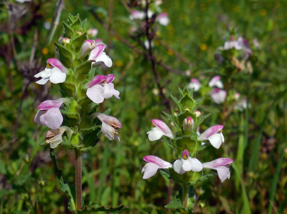 Bartsia trixago (door Saxiifraga-Ed Stikvoort)