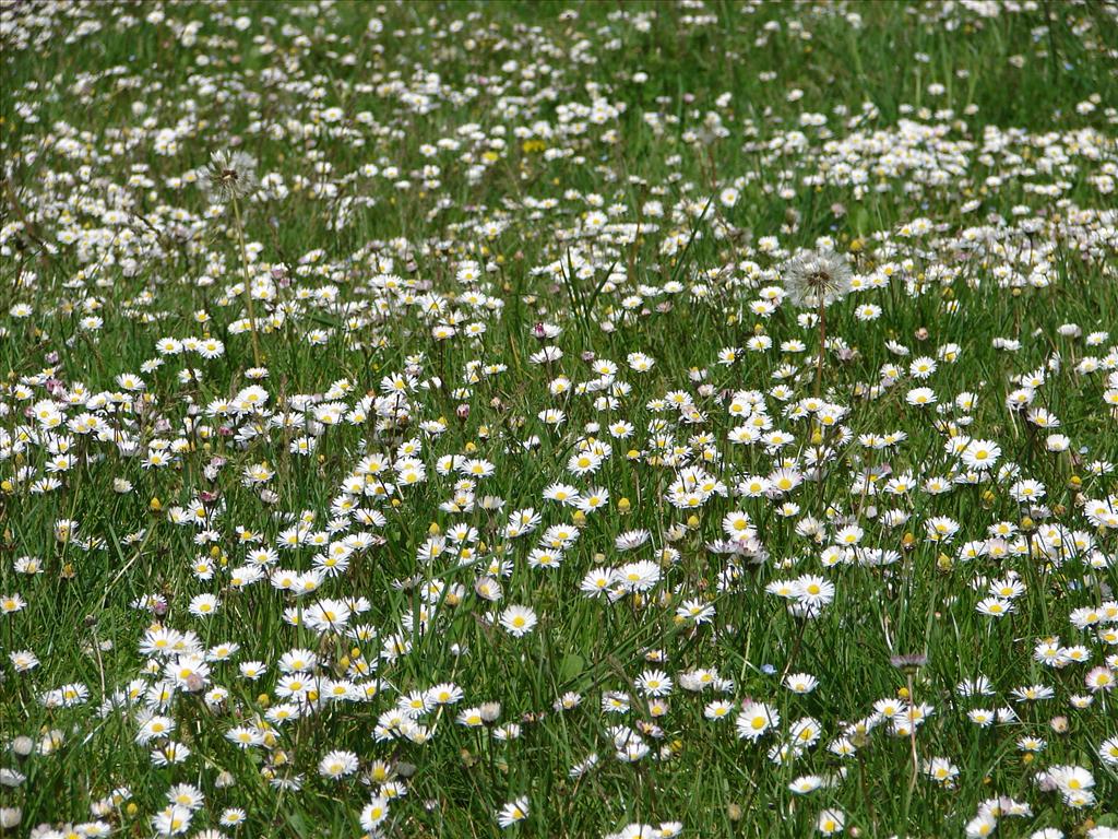 Bellis perennis (door Adrie van Heerden)