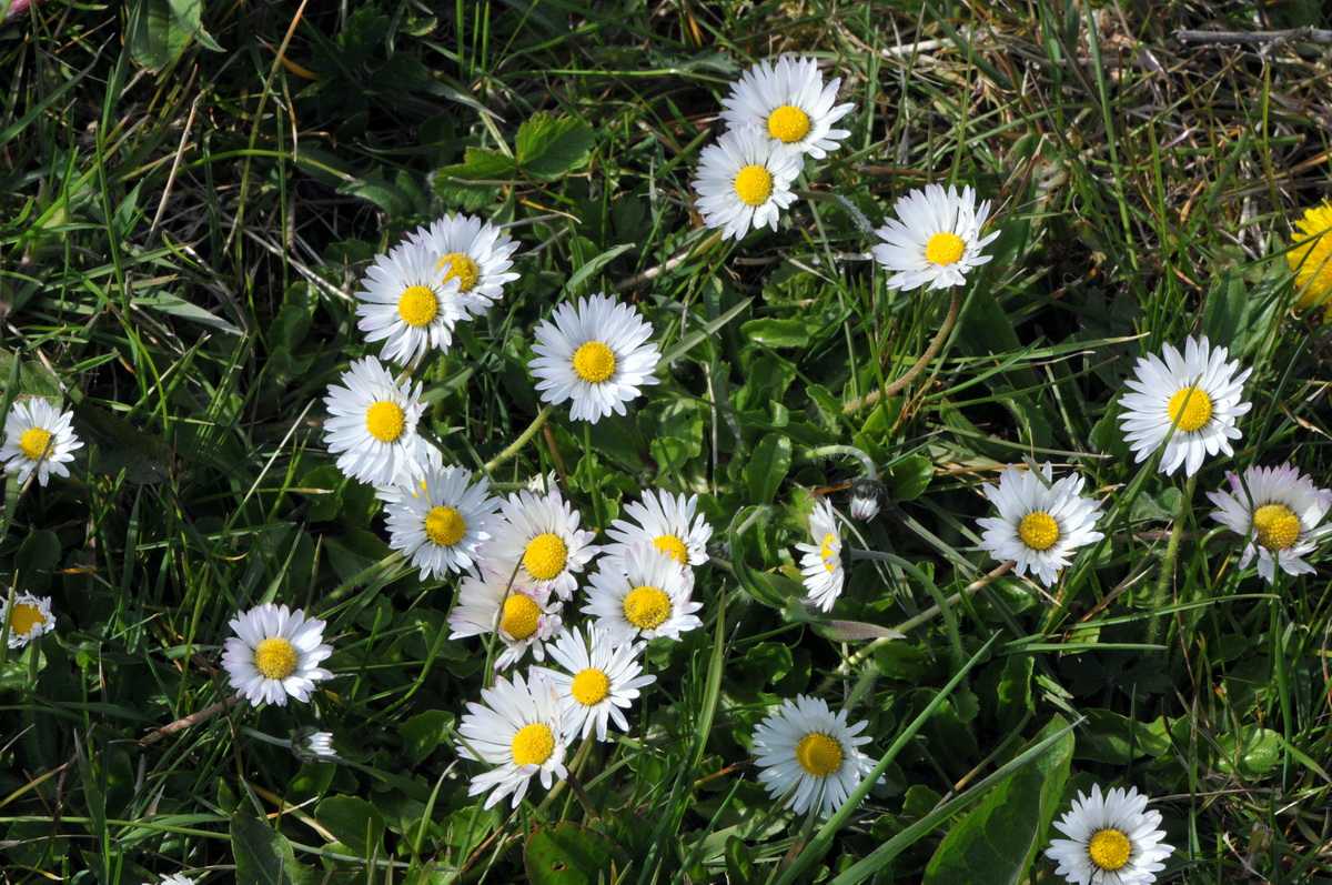 Bellis perennis (door Hans Toetenel)