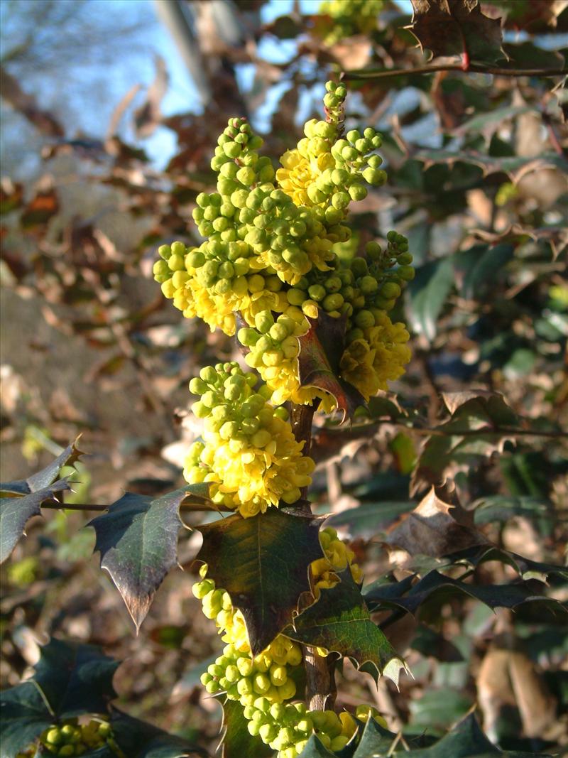 Berberis aquifolium (door Adrie van Heerden)