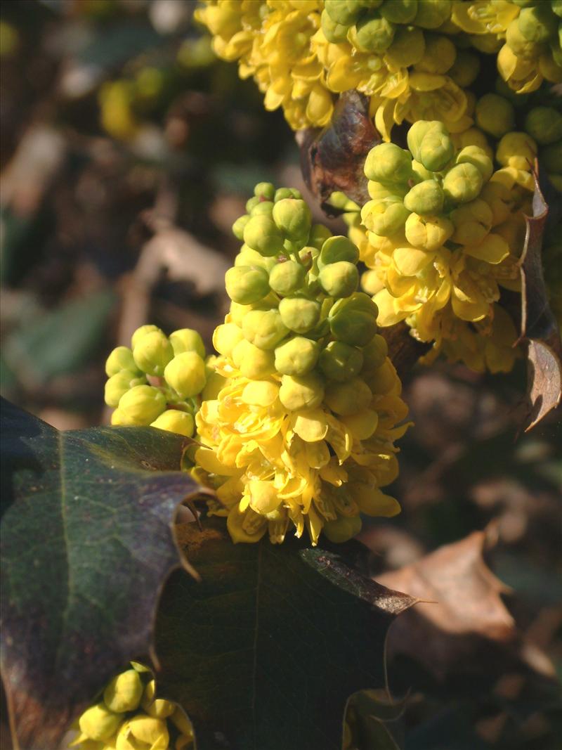 Berberis aquifolium (door Adrie van Heerden)