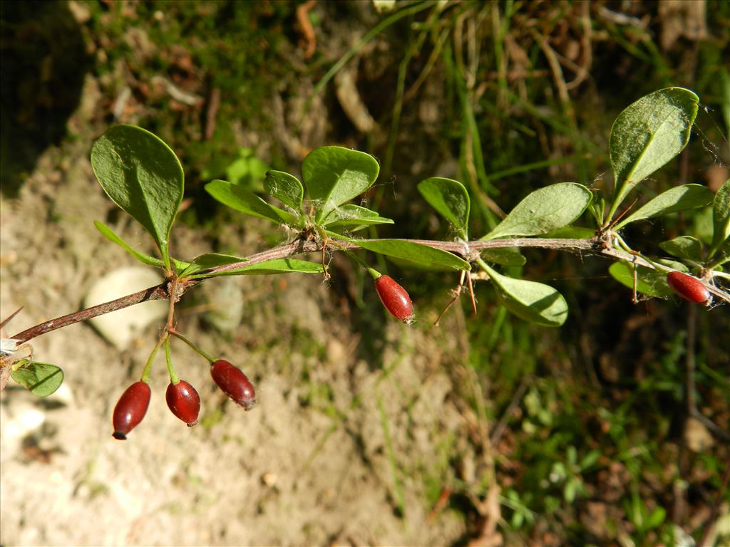 Berberis thunbergii (door Rutger Barendse)