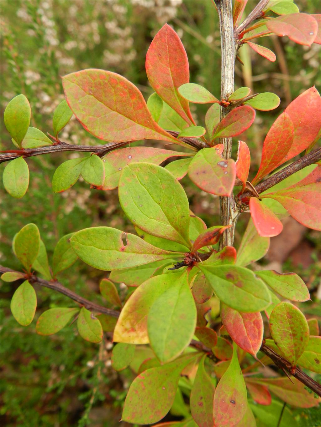 Berberis thunbergii (door Rutger Barendse)