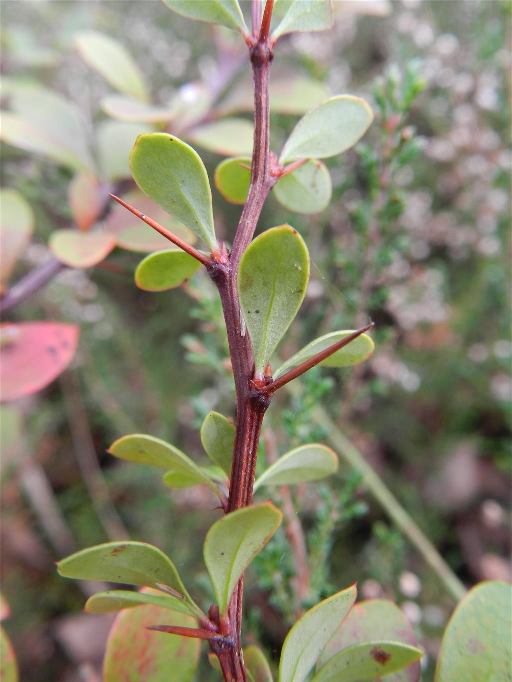 Berberis thunbergii (door Rutger Barendse)