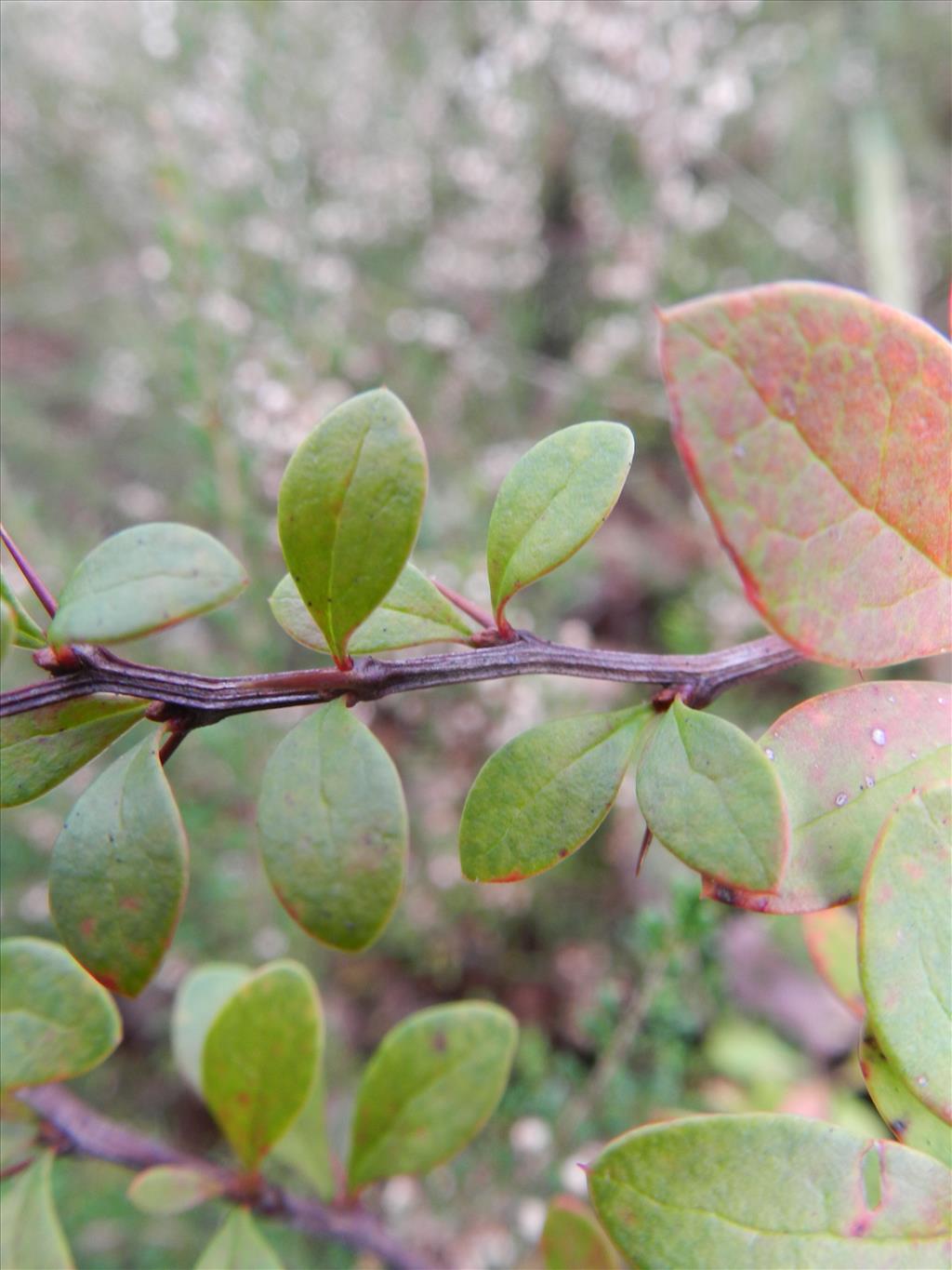 Berberis thunbergii (door Rutger Barendse)