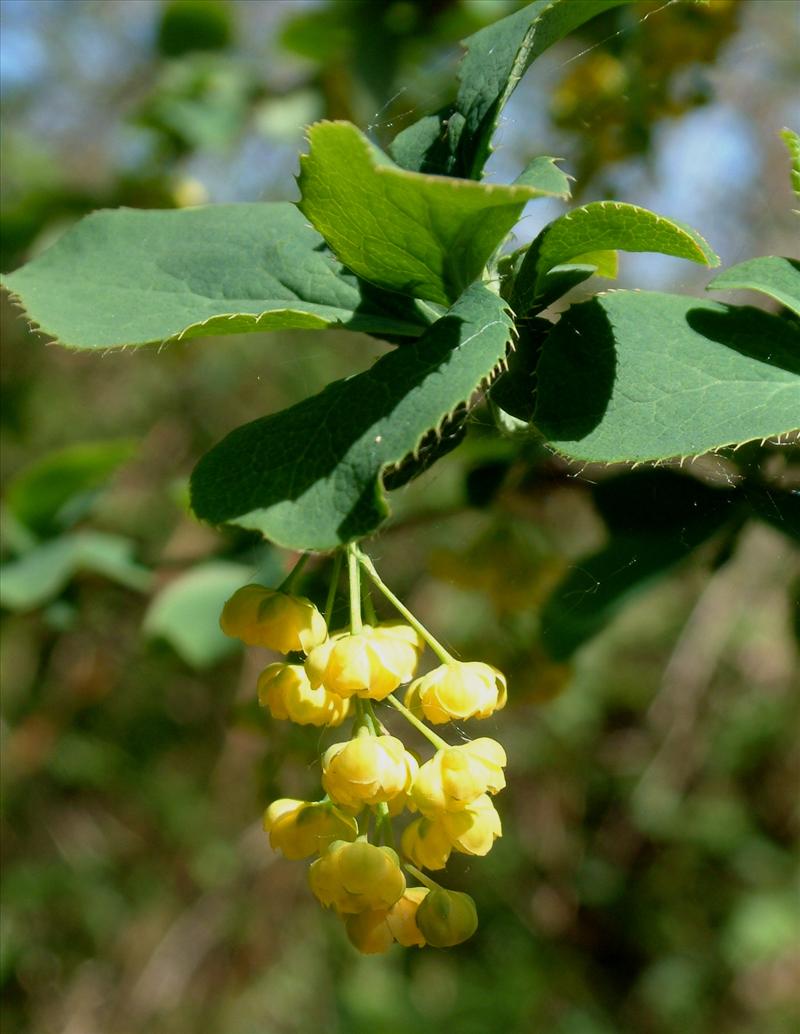 Berberis vulgaris (door Adrie van Heerden)