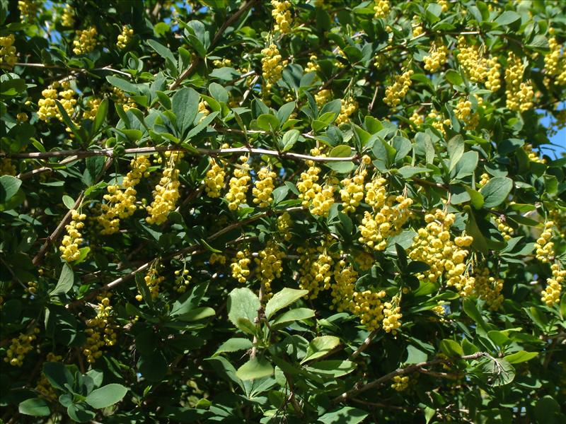 Berberis vulgaris (door Adrie van Heerden)