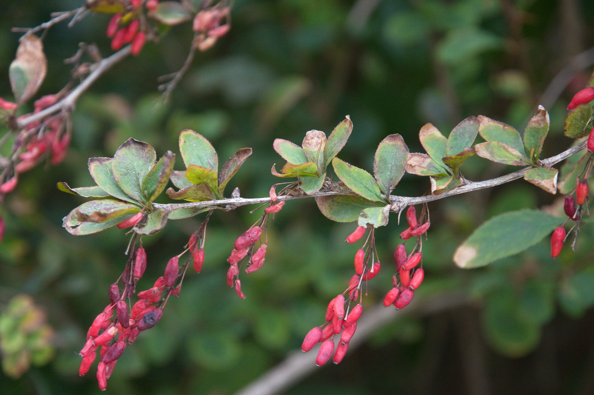 Berberis vulgaris (door Hans Toetenel)