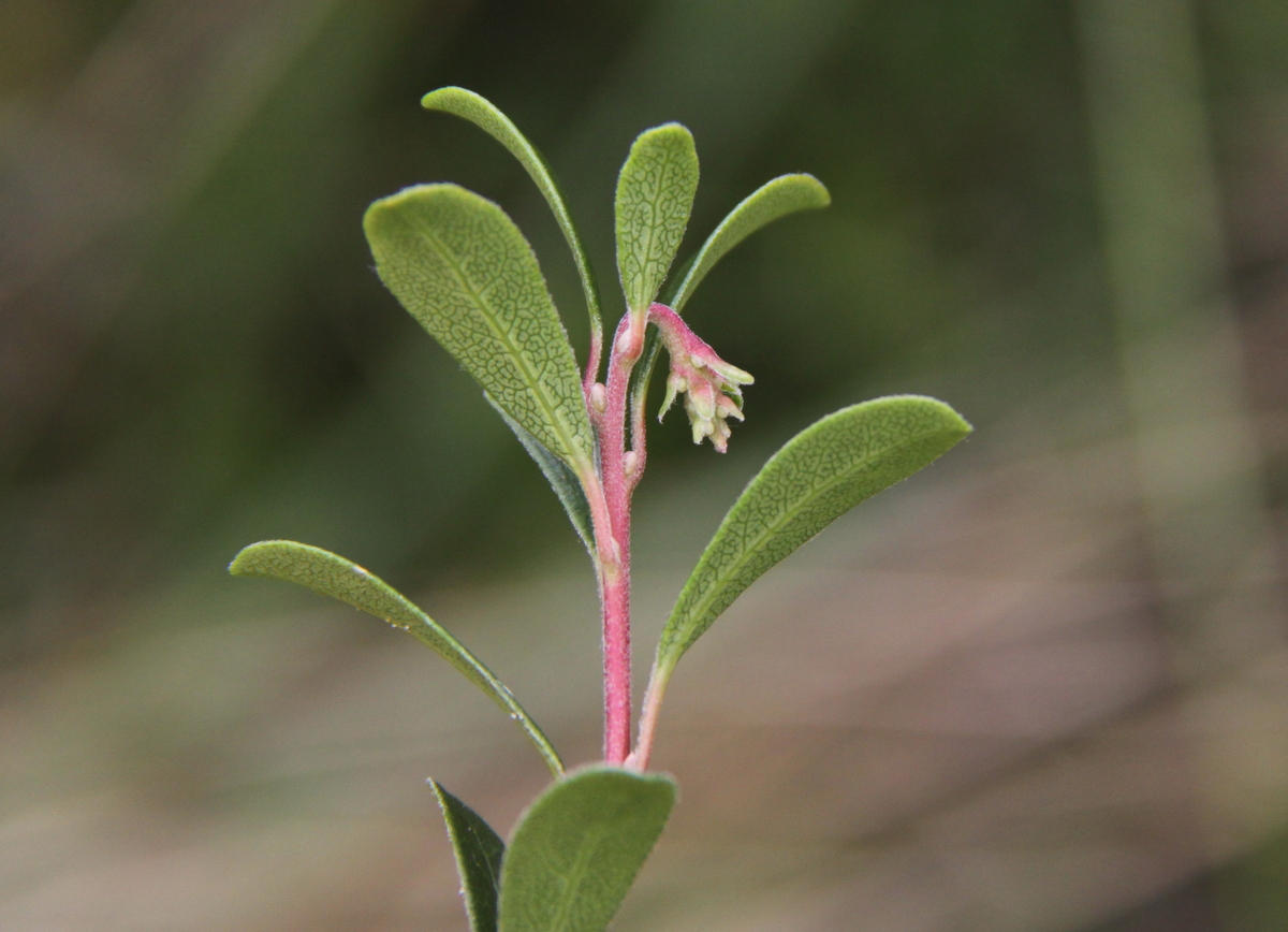 Arctostaphylos uva-ursi (door Peter Meininger)