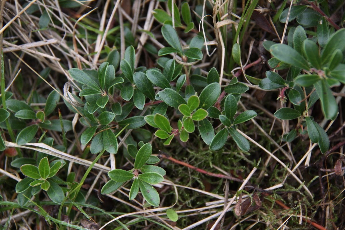 Arctostaphylos uva-ursi (door Peter Meininger)