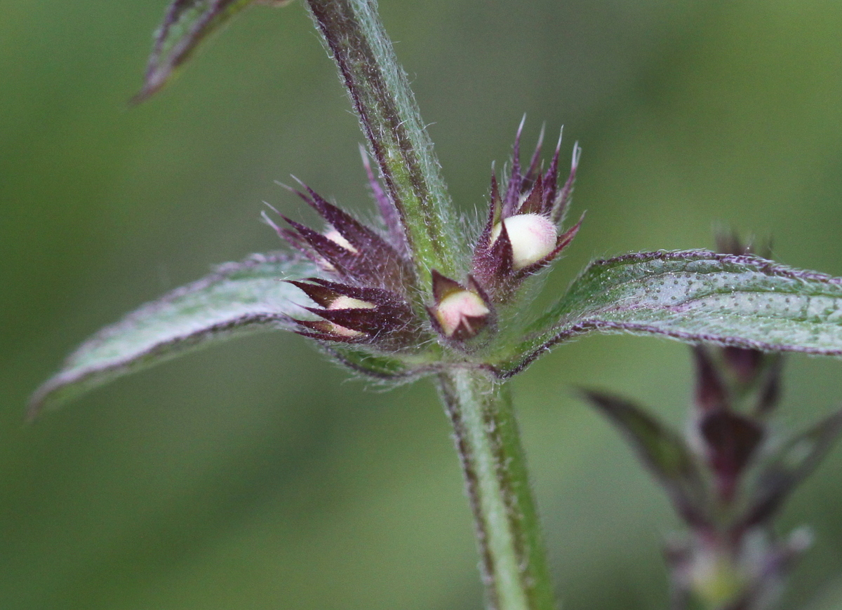 Stachys recta (door Peter Meininger)