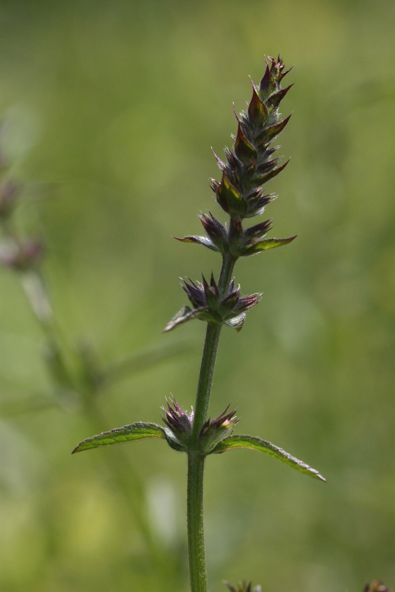 Stachys recta (door Peter Meininger)