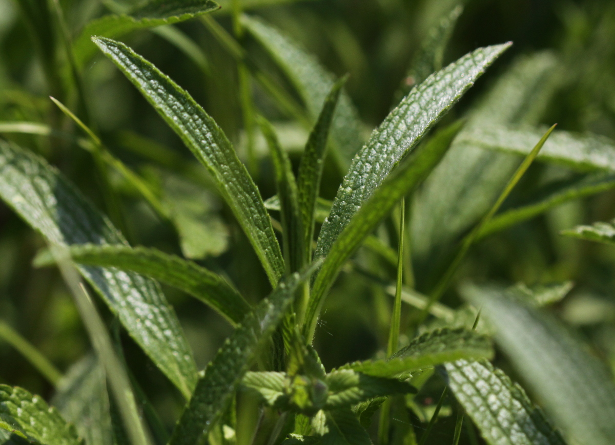 Stachys recta (door Peter Meininger)