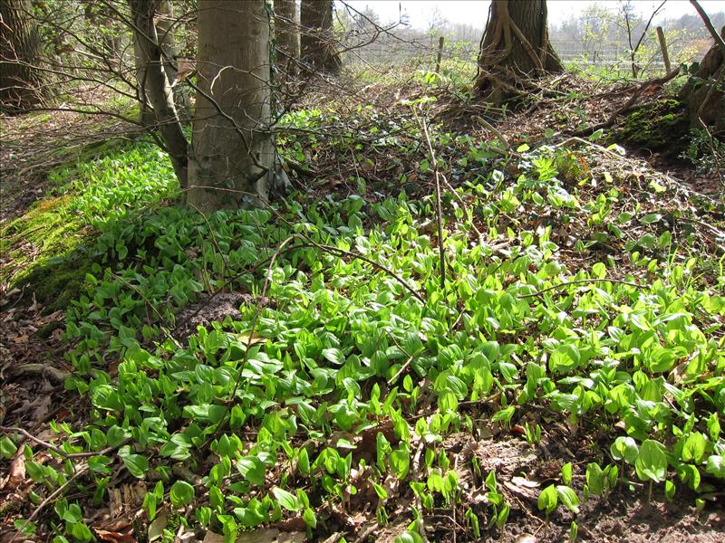 Maianthemum bifolium (door Piet Bremer )