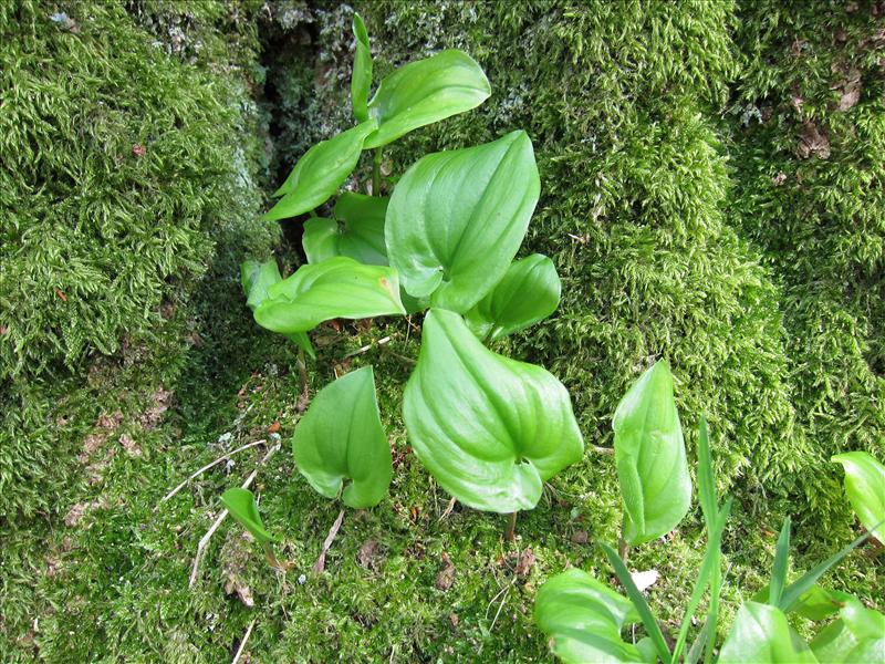 Maianthemum bifolium (door Piet Bremer )