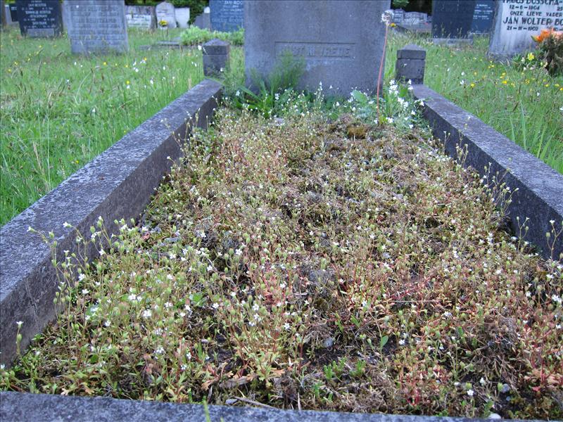 Saxifraga tridactylites (door Piet Bremer )