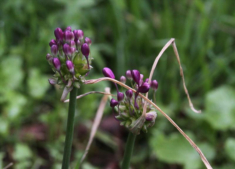 Allium carinatum (door Peter Meininger)