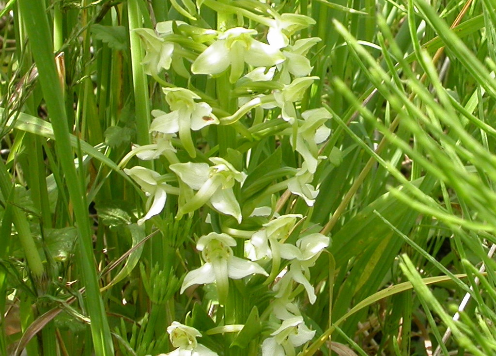 Platanthera chlorantha (door Peter Meininger)