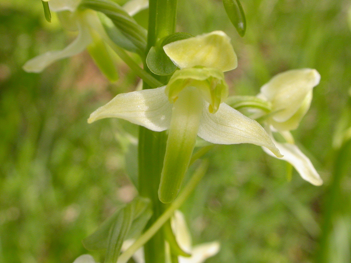 Platanthera chlorantha (door Peter Meininger)