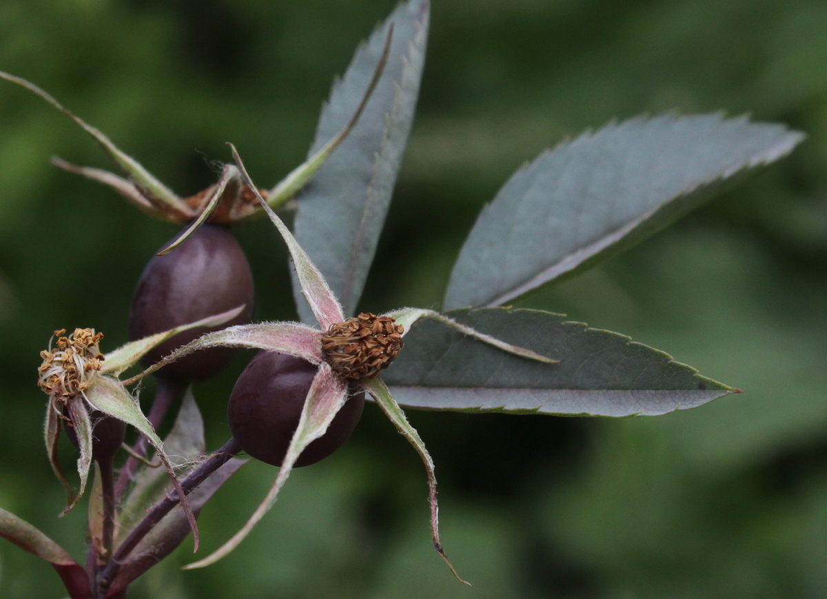 Rosa glauca (door Peter Meininger)