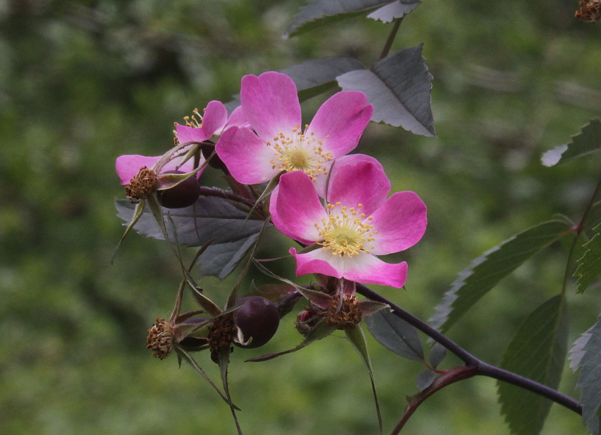 Rosa glauca (door Peter Meininger)