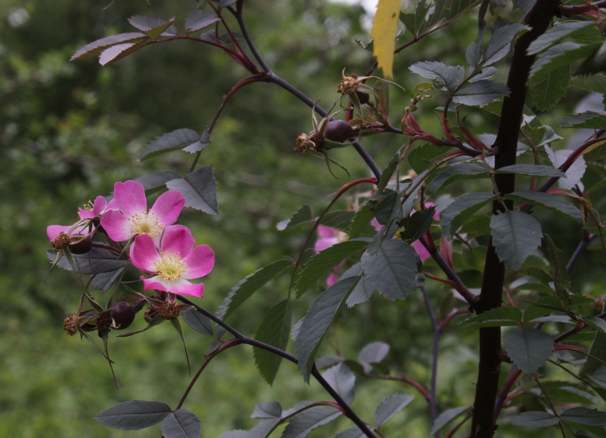 Rosa glauca (door Peter Meininger)