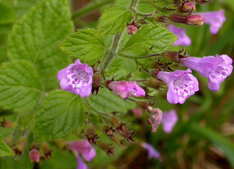 Clinopodium menthifolium (door Peter Meininger)