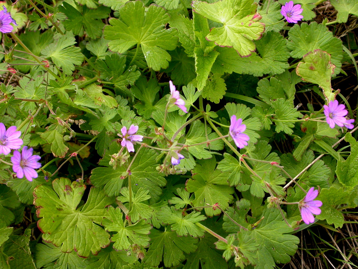 Geranium pyrenaicum (door Peter Meininger)