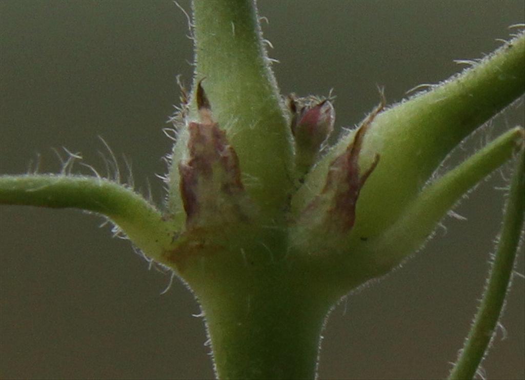 Geranium pyrenaicum (door Peter Meininger)