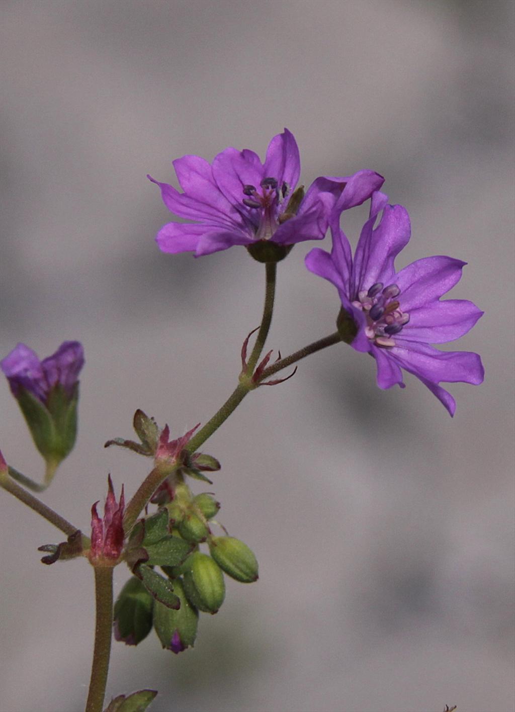 Geranium pyrenaicum (door Peter Meininger)