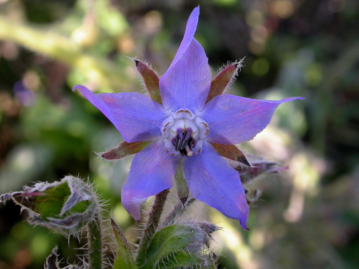 Borago officinalis (door Peter Meininger)