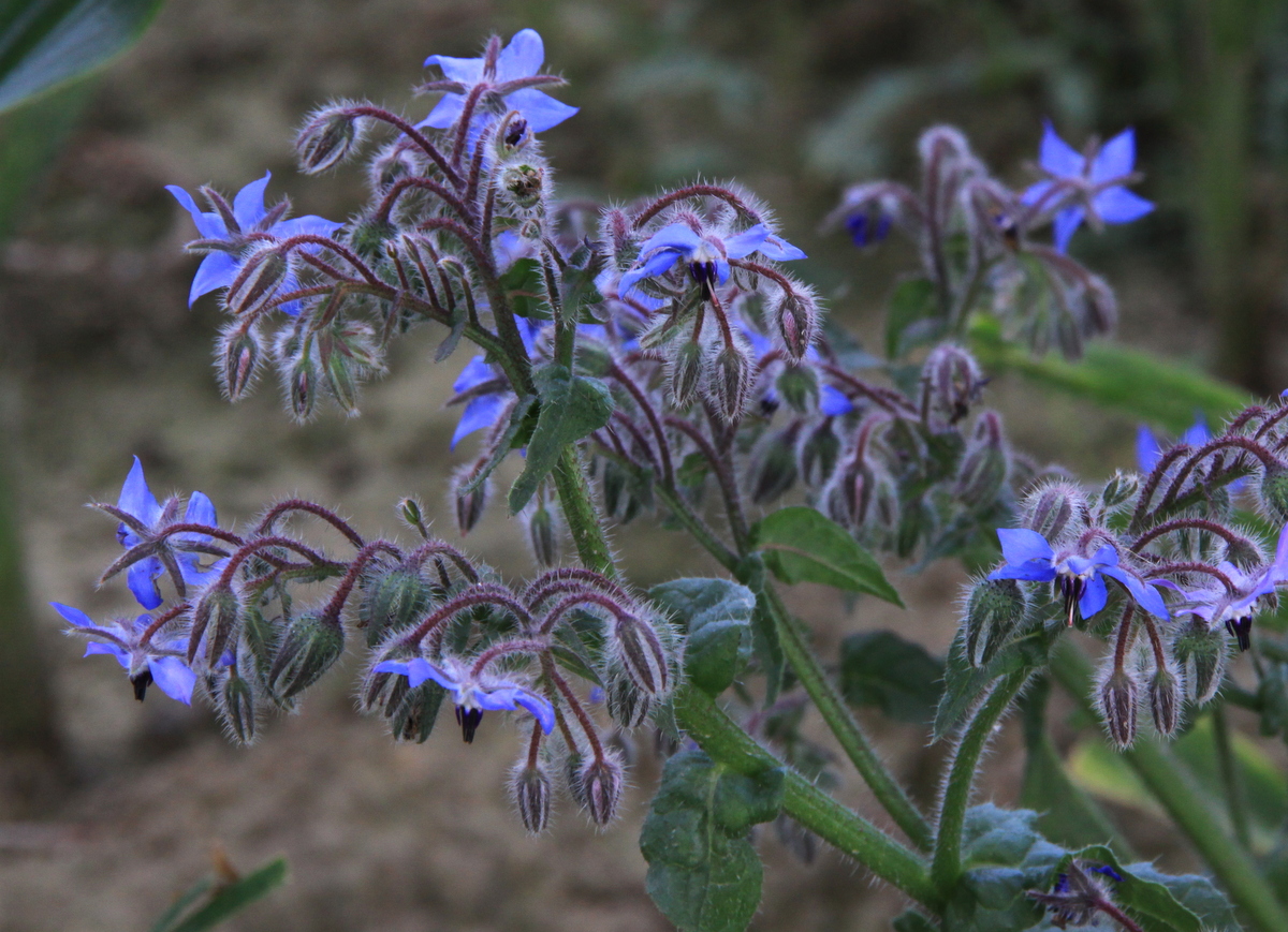 Borago officinalis (door Peter Meininger)