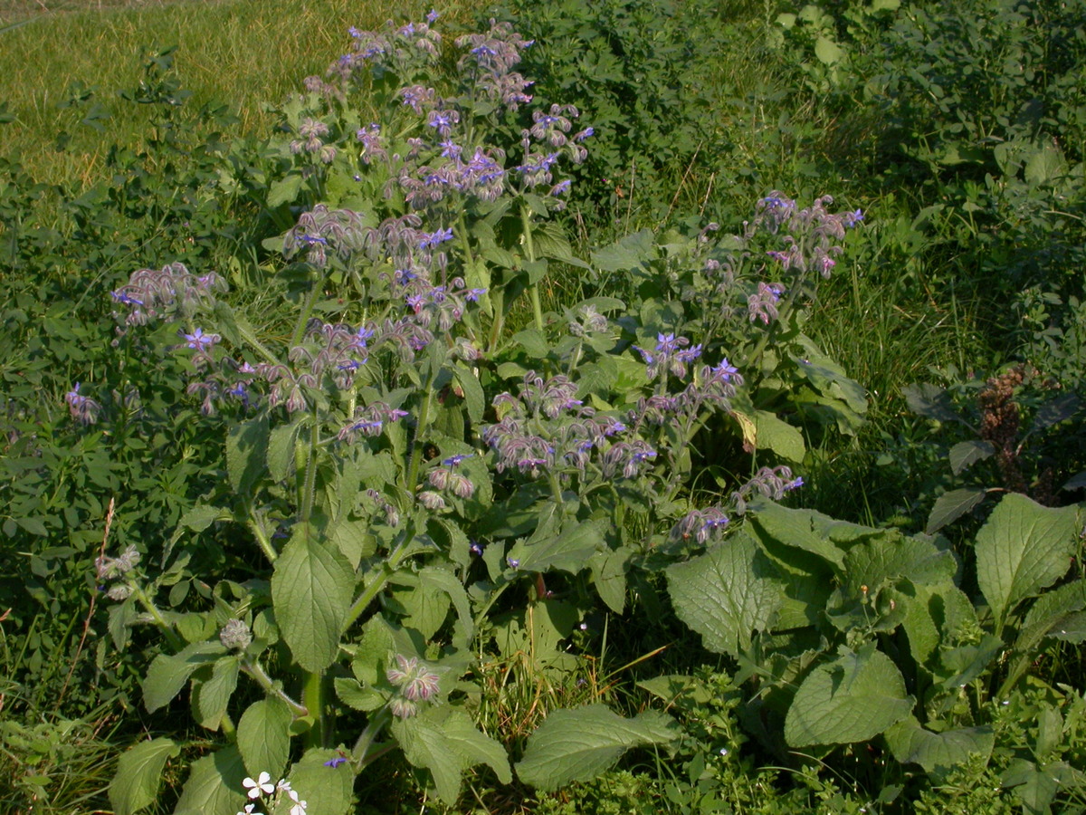 Borago officinalis (door Peter Meininger)